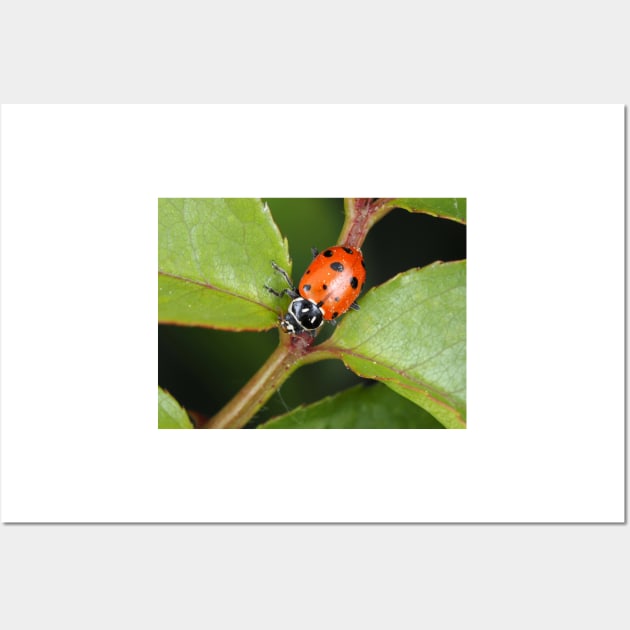 Hippodamia convergens (convergent lady beetle) Wall Art by SDym Photography